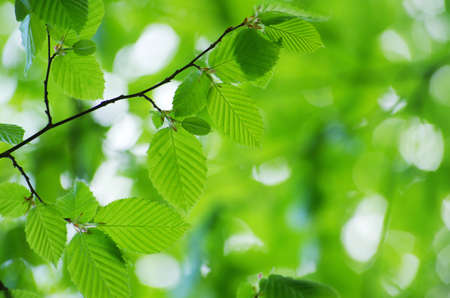 green leaves background in sunny dayの写真素材