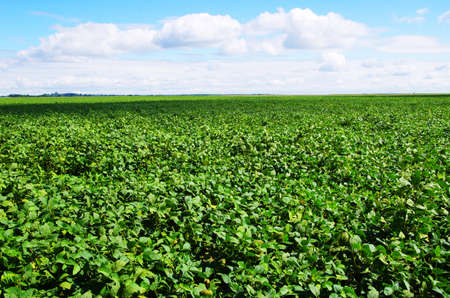 field on a background of the blue skyの写真素材