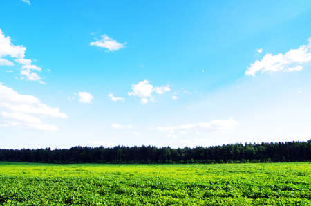 field on a background of the blue sky