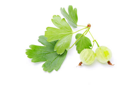 Green gooseberry fruit on whiteの写真素材