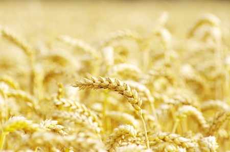 golden wheat field in summerの写真素材