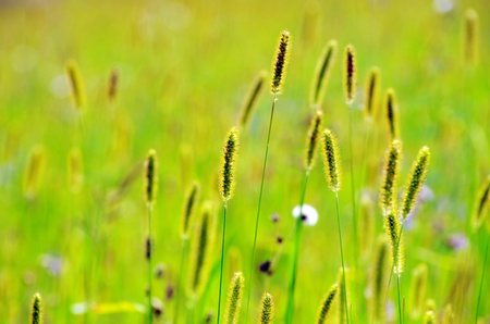 spring grass on the fieldの写真素材