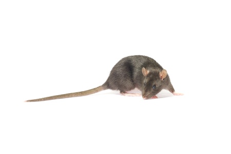  rat  isolated on white backgroundの写真素材