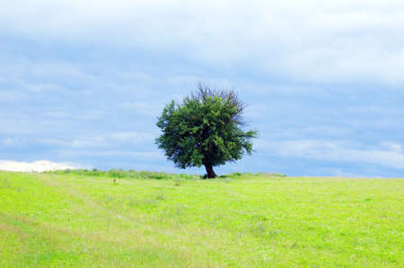 field on a background of the blue skyの写真素材