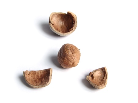  hazelnuts isolated on a white background   の写真素材