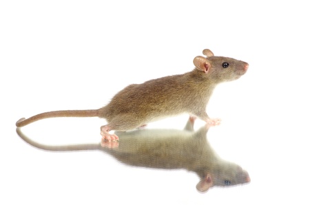 rat isolated on white backgroundの写真素材