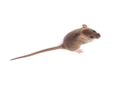 rat isolated on white backgroundの写真素材