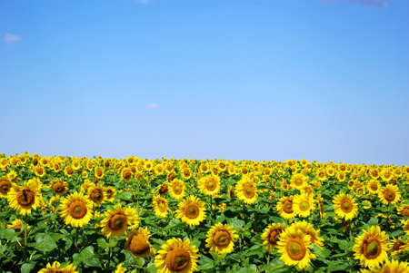 sunflower field over cloudy blue skyの写真素材