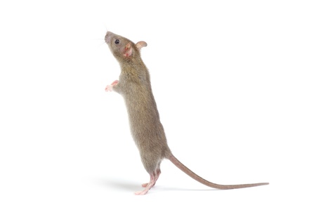 rat  isolated on white backgroundの写真素材