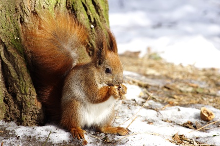  A squirrel hanging on tree     の写真素材
