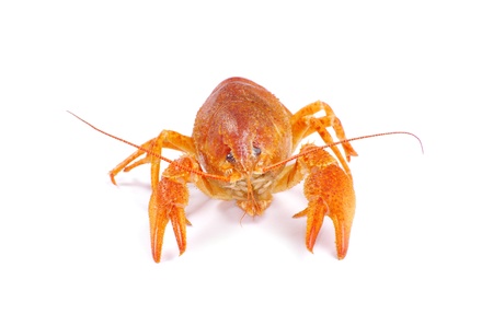 Hot boiled crayfish on white background