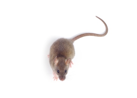 rat isolated on white background