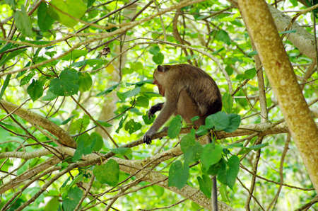 Monkey sitting on the tree