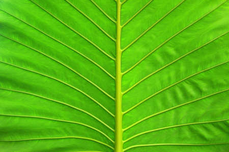 leaf of a plant close up