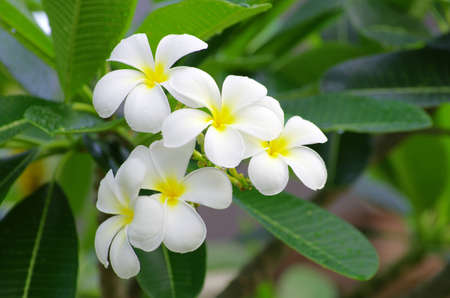 Frangipani flowers on a tree in the gardenの写真素材