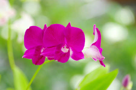 beautiful orchid on green backgroundの写真素材