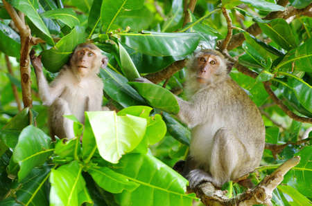 monkey sitting on the tree