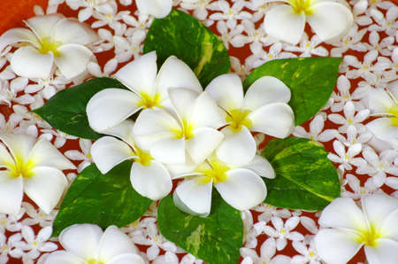 Beautiful flowers floating in waterの写真素材
