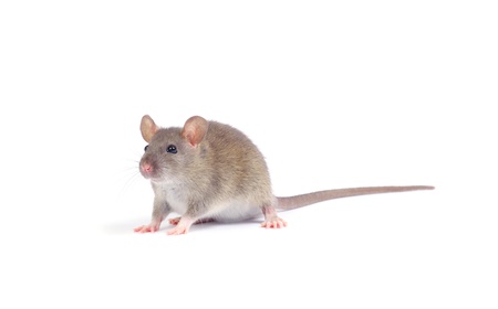 rat isolated on white backgroundの写真素材