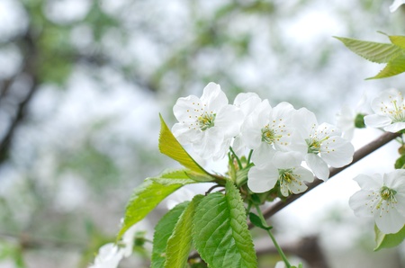 Close up of the cherry blossoms  の写真素材