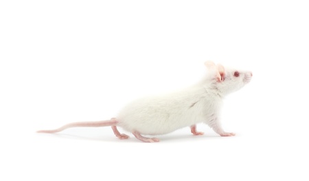 white rat isolated on white backgroundの写真素材