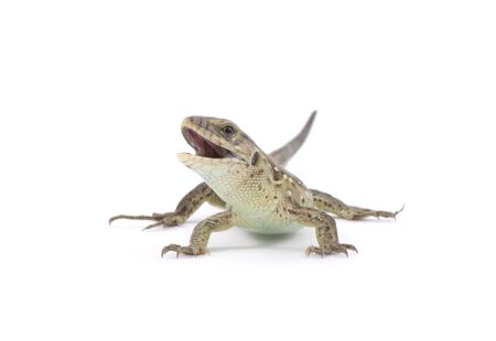 Small lizard isolated on whiteの写真素材