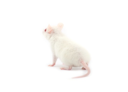 white rat isolated on white backgroundの写真素材