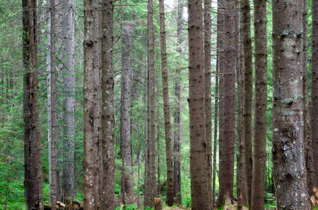 green forest  background in a sunny dayの写真素材