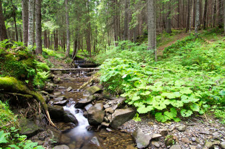 green forest  background in a sunny dayの写真素材