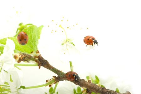   red ladybug on green grass isolatedの写真素材