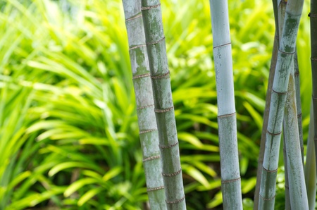 Bamboo isolated on a greenの写真素材