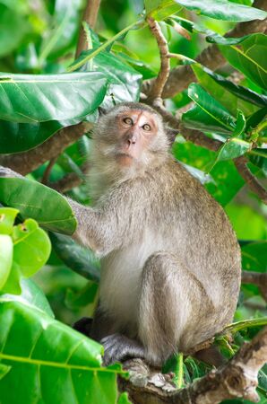 monkey sitting on the tree