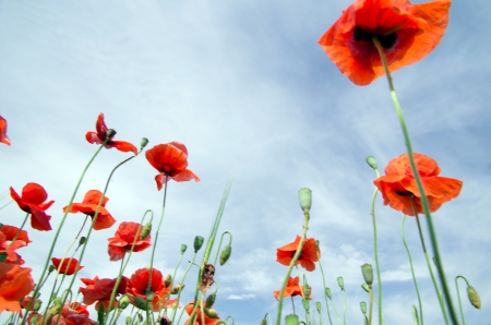 closeup of red poppy on cereal fieldの写真素材