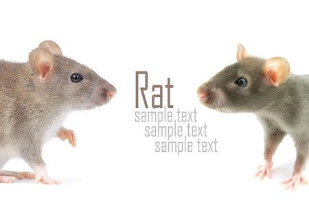 rat isolated on white backgroundの写真素材