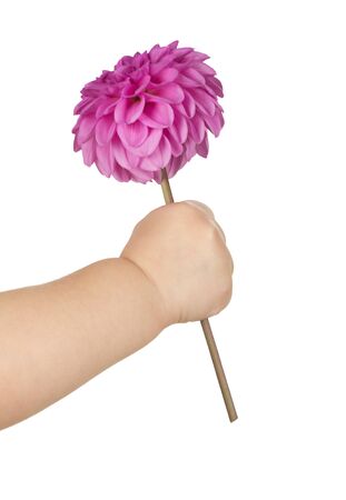 baby hand  holding red flowerの写真素材