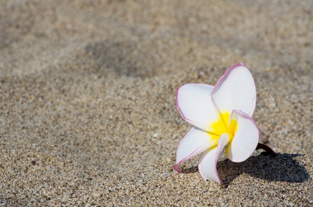  flowers Plumeria alba on the sandyの写真素材