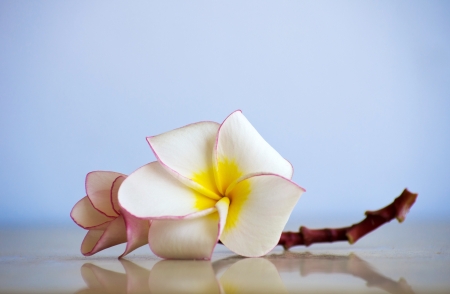 flowers frangipani on white backgroundの写真素材
