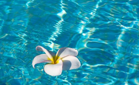 Tropical frangipani flower floating in blue water