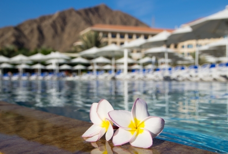Tropical flower Plumeria  on swimming poolの写真素材
