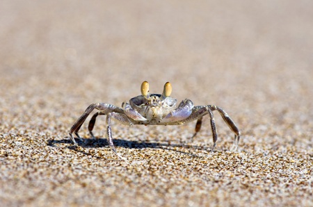crab on the  beach sandの写真素材