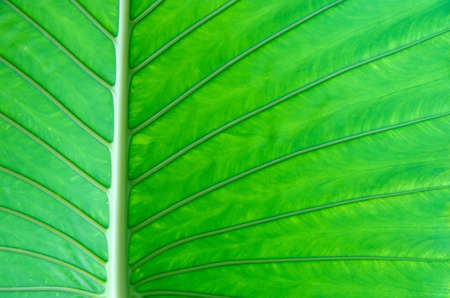 Texture of a green leaf as background