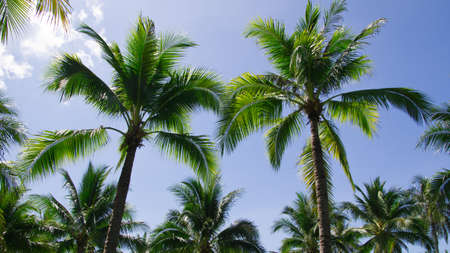 Green palm tree on blue sky backgroundの写真素材