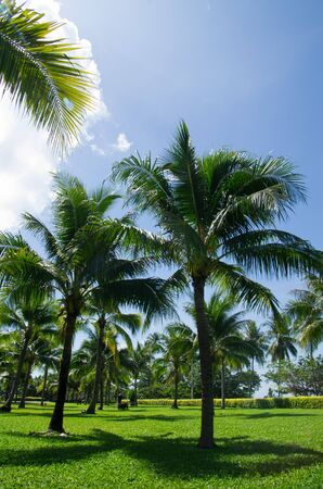 Green palm tree on blue sky backgroundの写真素材