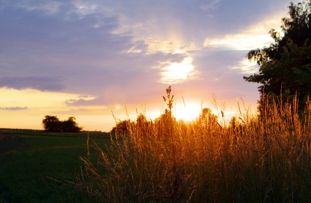 meadow grass on a sunsetの写真素材