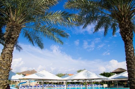  swimming pool with coconut tree and umbrellaのeditorial素材