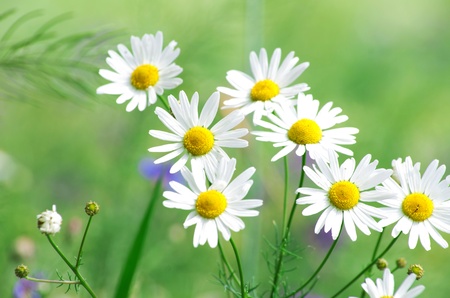 Green grass and chamomiles in the natureの写真素材