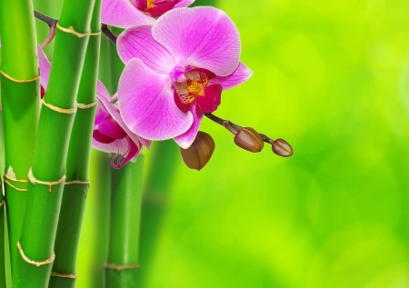 green bamboo and orchid isolated on a green backgroundの写真素材