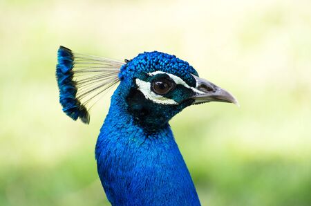 Peacock on a green backgroundの写真素材