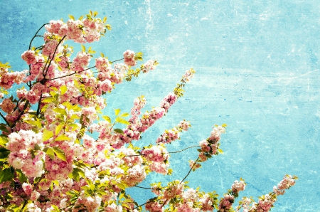  Close up of the grunge spring cherry flowers    の写真素材