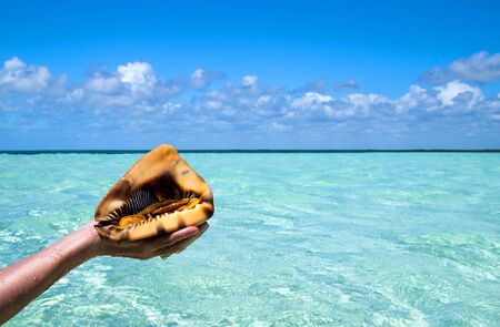 beach shell held by hands in a tropical place